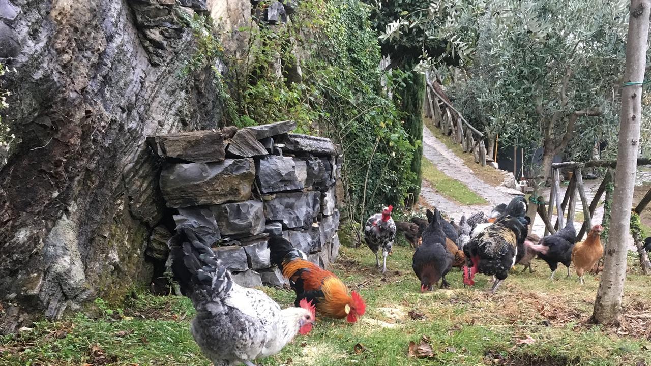 Casa Vacanza Castagna Villa Nesso Eksteriør billede